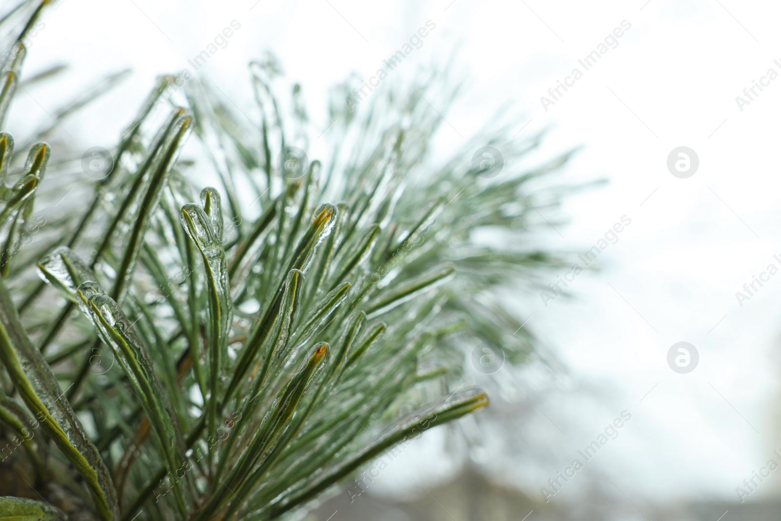 Photo of Branch of coniferous tree in ice glaze outdoors on winter day, closeup