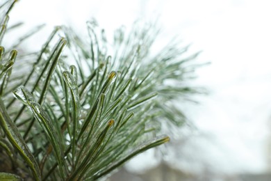 Photo of Branch of coniferous tree in ice glaze outdoors on winter day, closeup