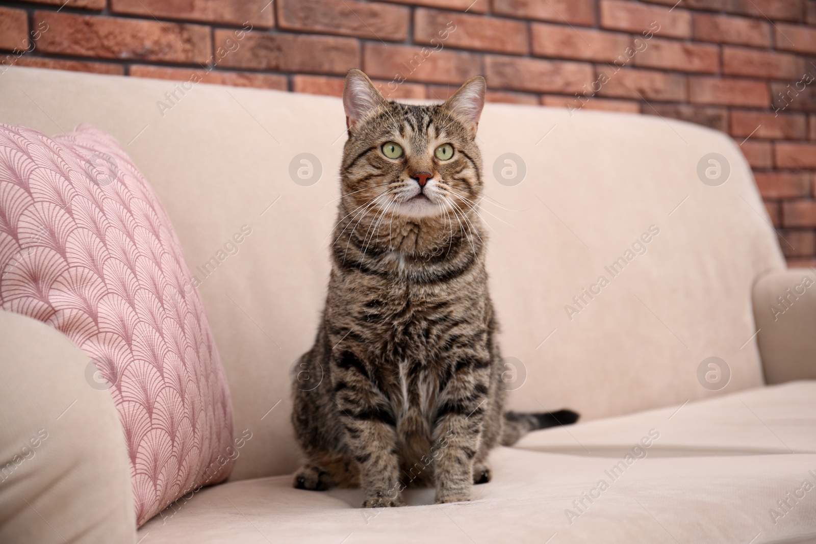 Photo of Cute cat sitting on sofa at home