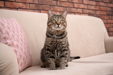 Cute cat sitting on sofa at home