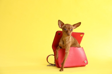 Photo of Cute toy terrier in female handbag on color background, space for text. Domestic dog