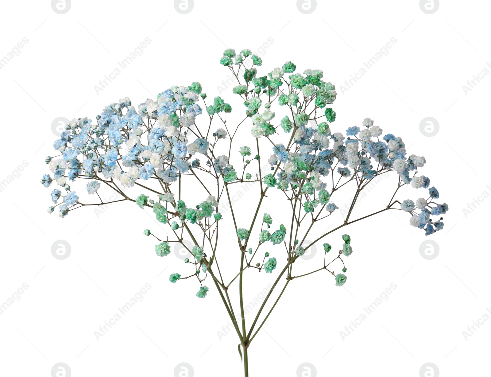 Photo of Beautiful colorful gypsophila flowers on white background