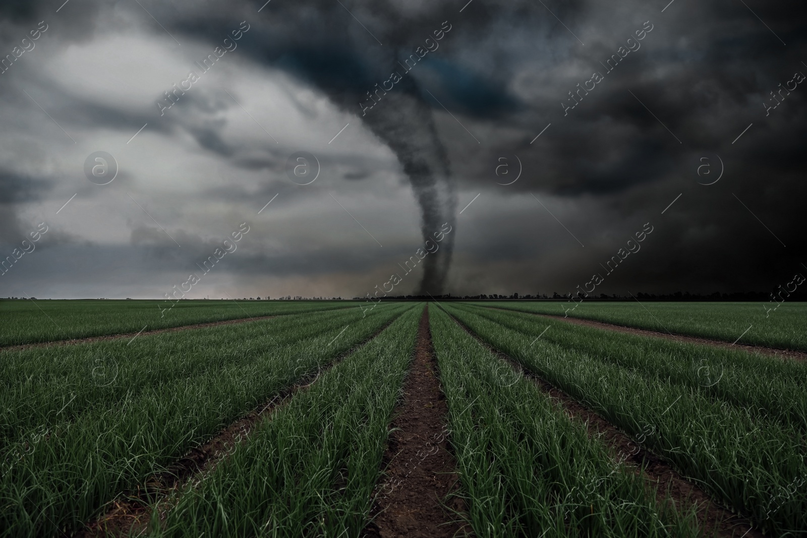 Image of Dangerous whirlwind at agricultural field. Weather phenomenon