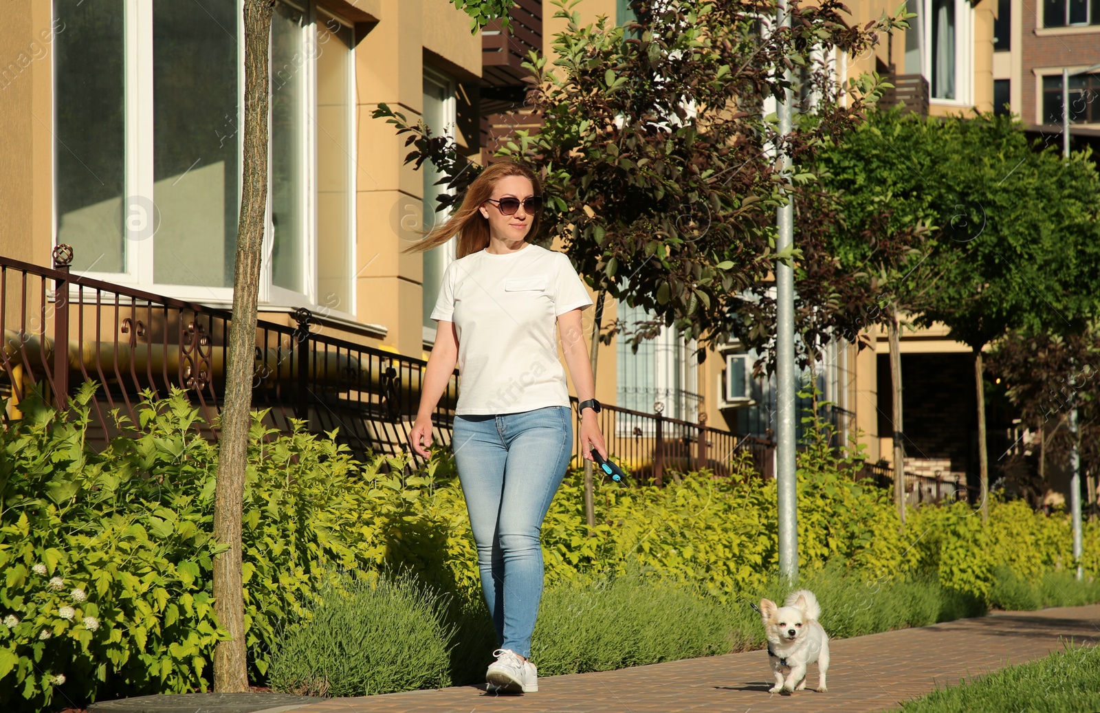 Photo of Woman walking with her cute Chihuahua dog on sidewalk outdoors