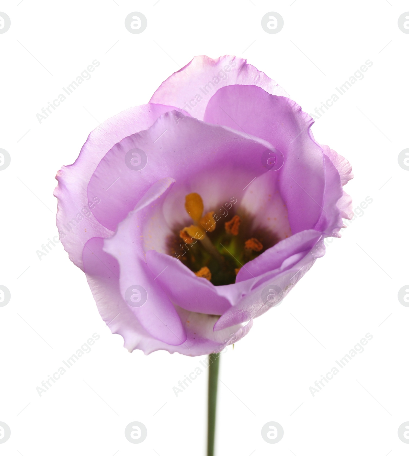 Photo of Beautiful fresh Eustoma flower on white background