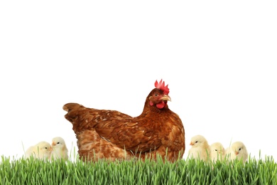 Hen with cute chickens in green grass on white background