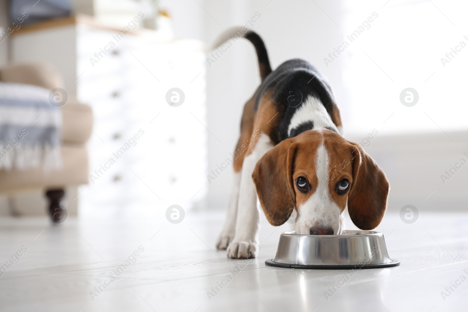 Photo of Cute Beagle puppy eating at home. Adorable pet