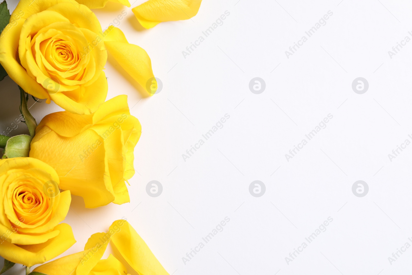 Photo of Beautiful yellow roses on white background, flat lay. Space for text