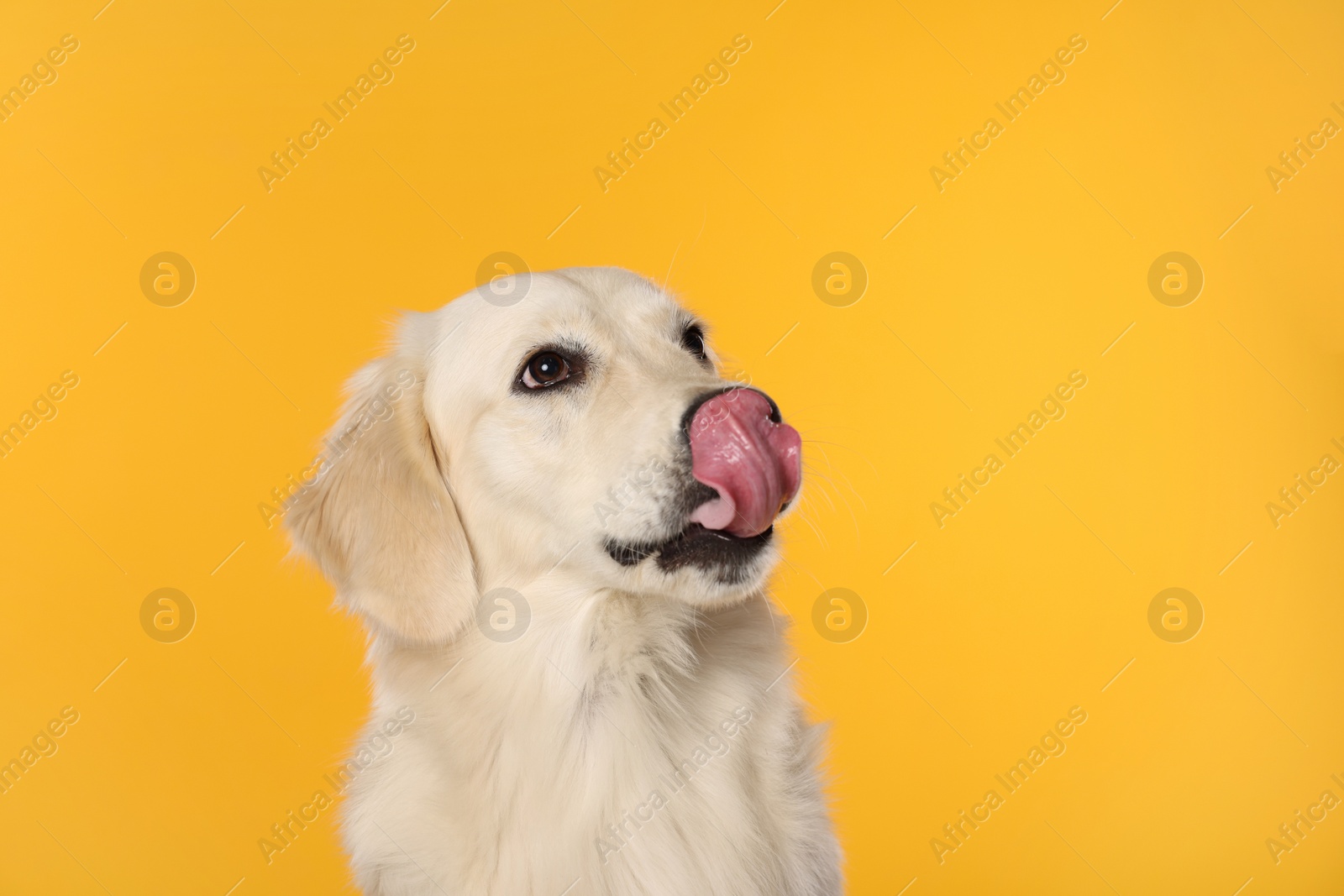 Photo of Cute Labrador Retriever showing tongue on orange background