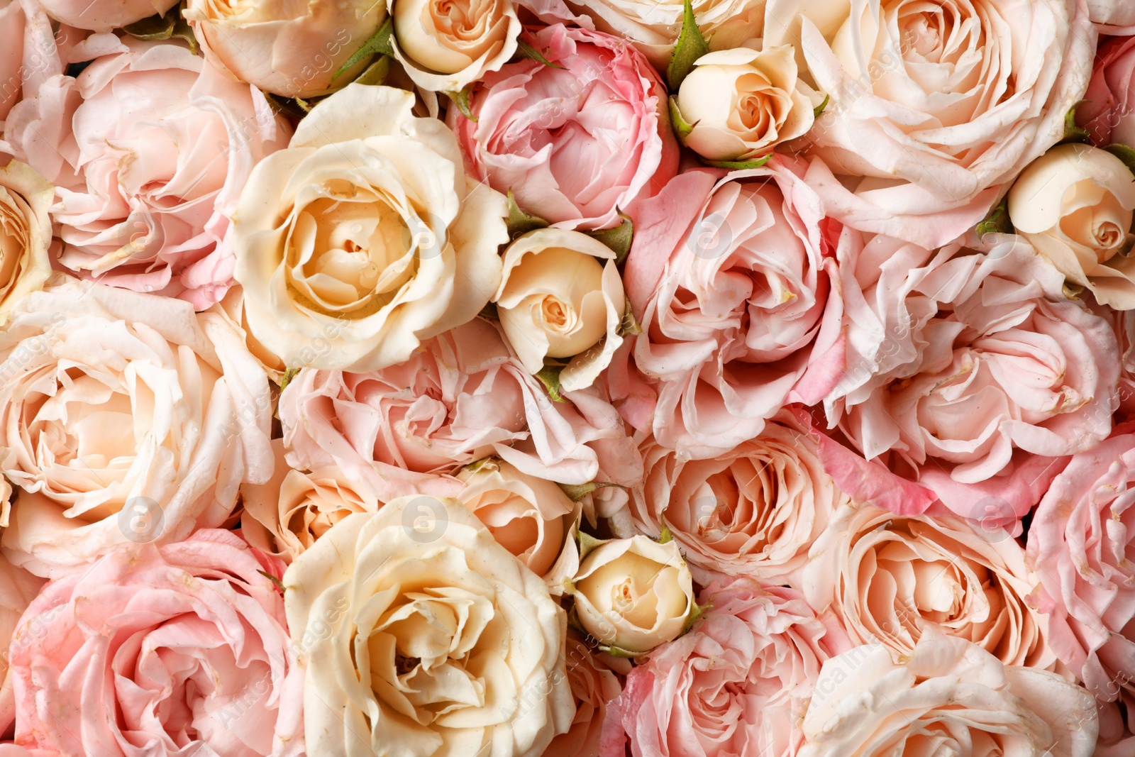 Photo of Many beautiful roses as background, top view