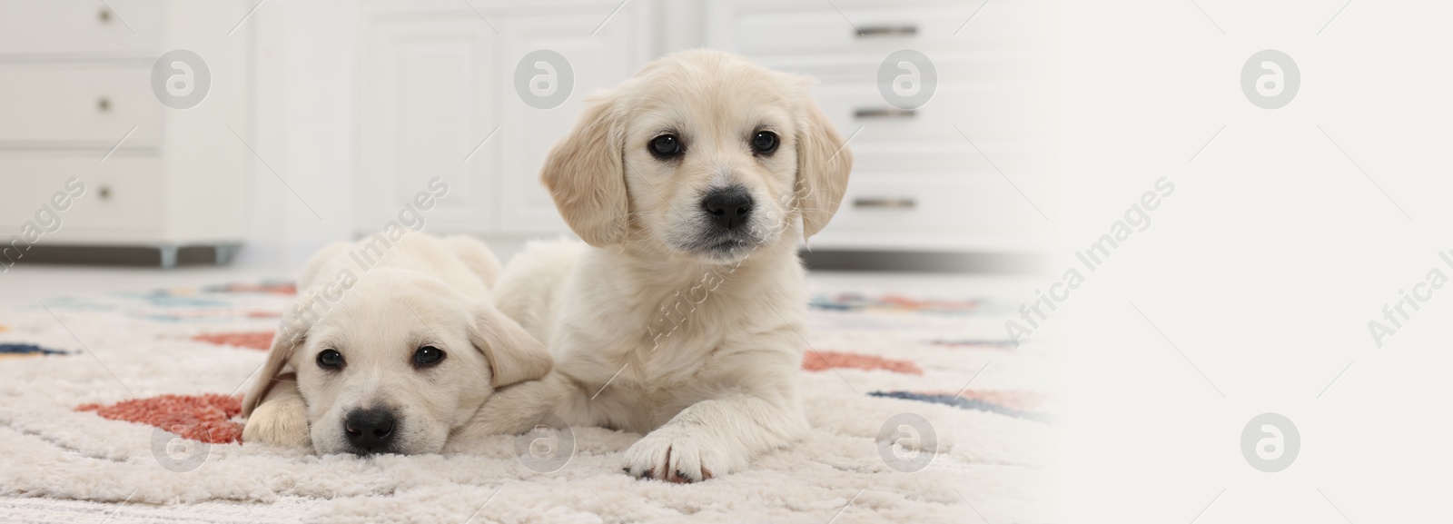 Image of Cute little puppies lying on carpet at home. Banner design with space for text