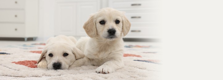 Cute little puppies lying on carpet at home. Banner design with space for text