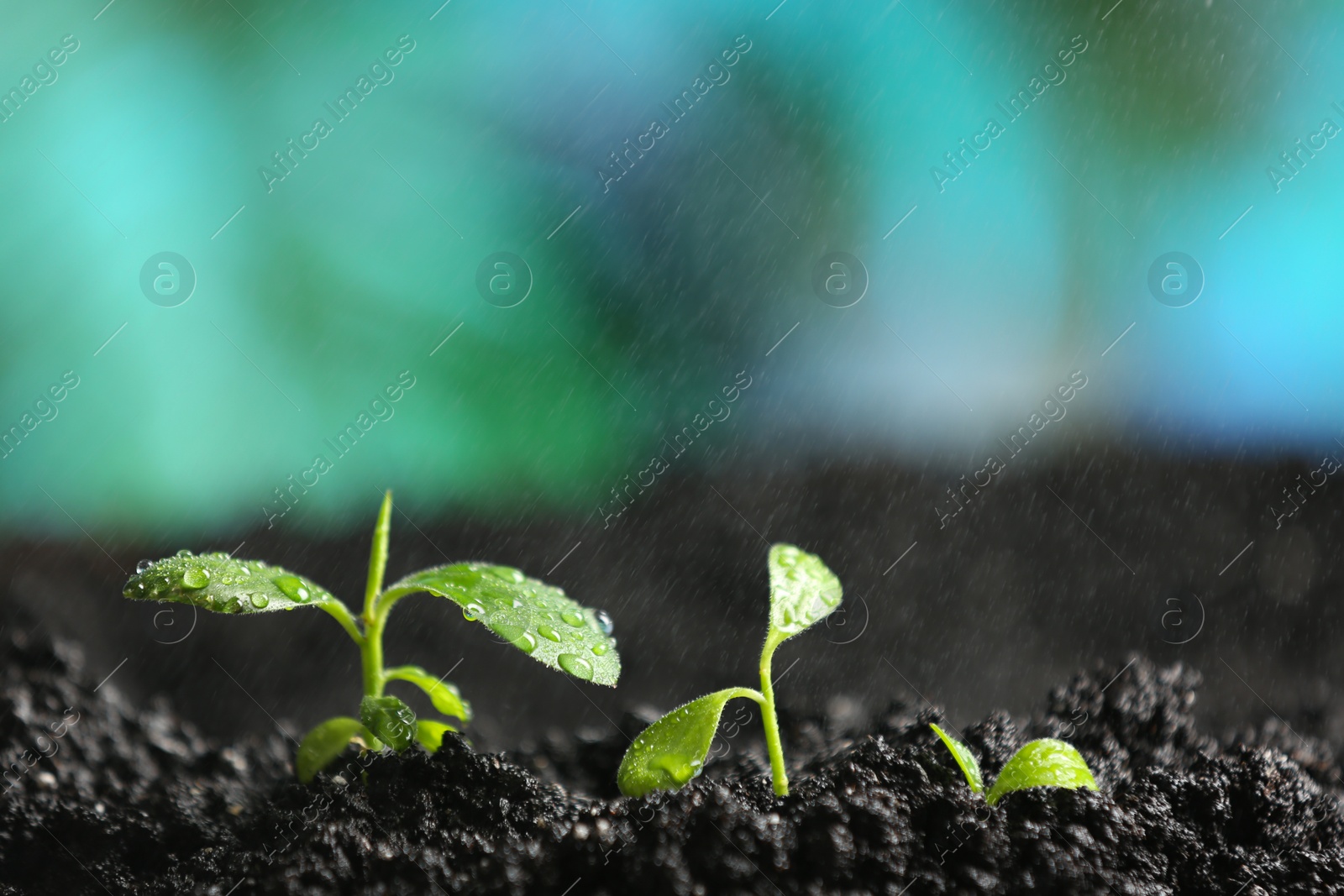 Photo of Fresh seedlings in fertile soil under rain, space for text