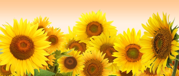 Image of Many bright sunflowers on pale orange background. Banner design 