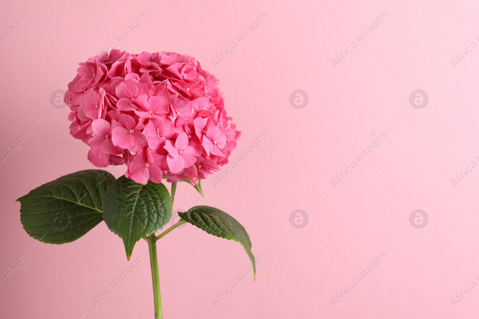 Photo of Branch of hortensia plant with delicate flowers on pink background. Space for text