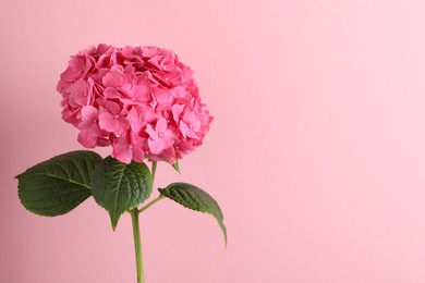 Branch of hortensia plant with delicate flowers on pink background. Space for text