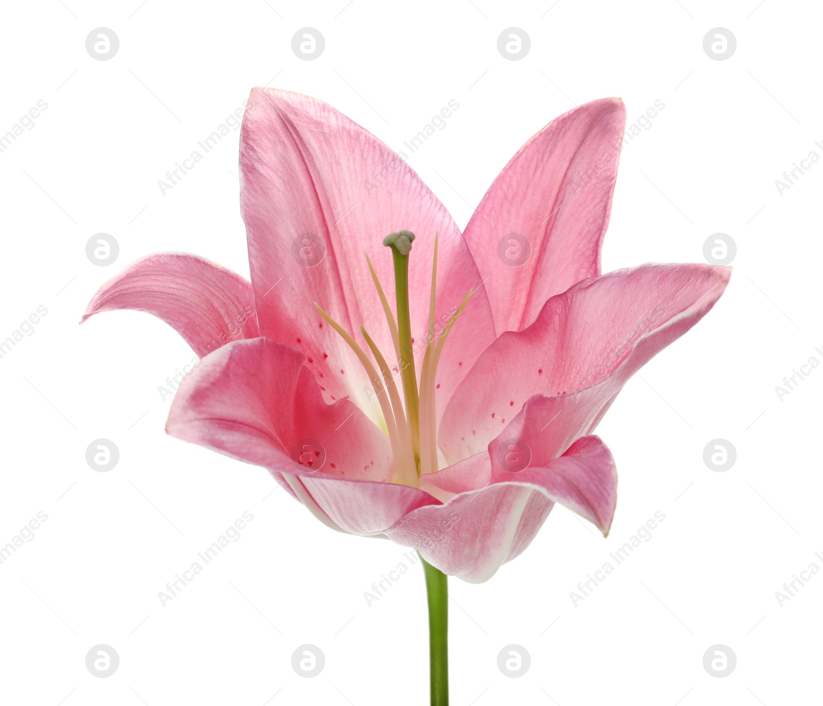 Photo of Beautiful pink lily flower isolated on white