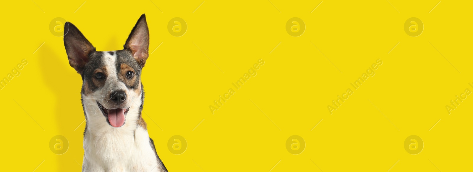 Image of Happy pet. Cute dog smiling on yellow background, space for text. Banner design