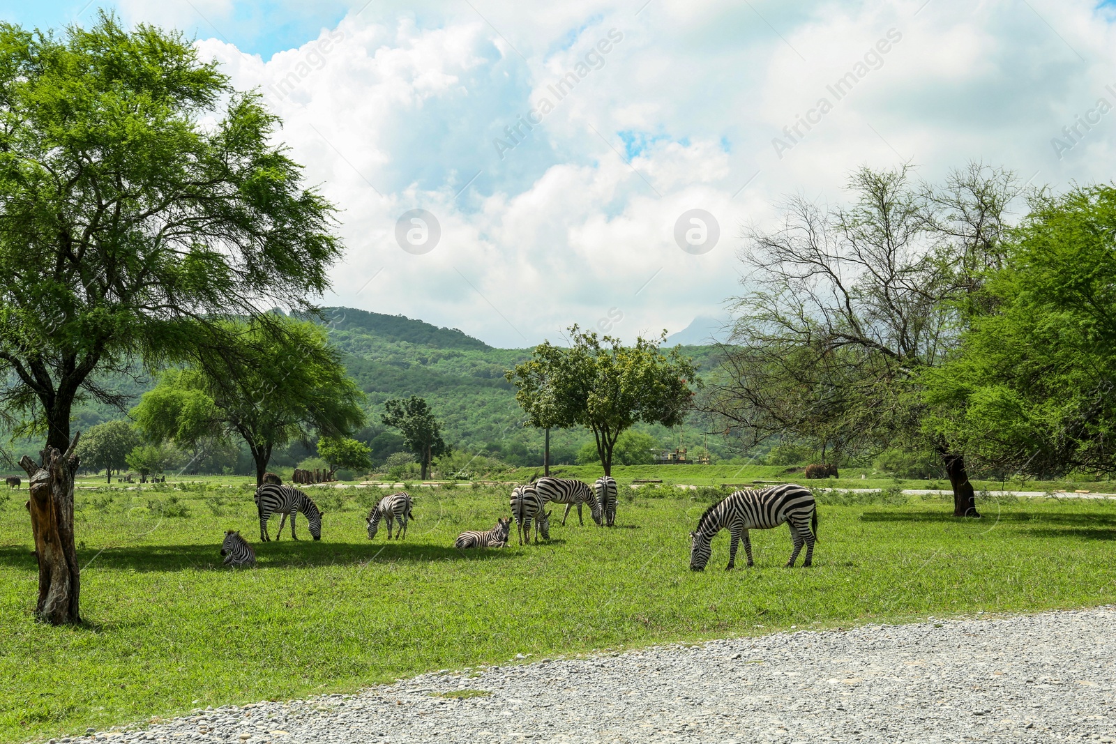 Photo of Beautiful striped African zebras in safari park