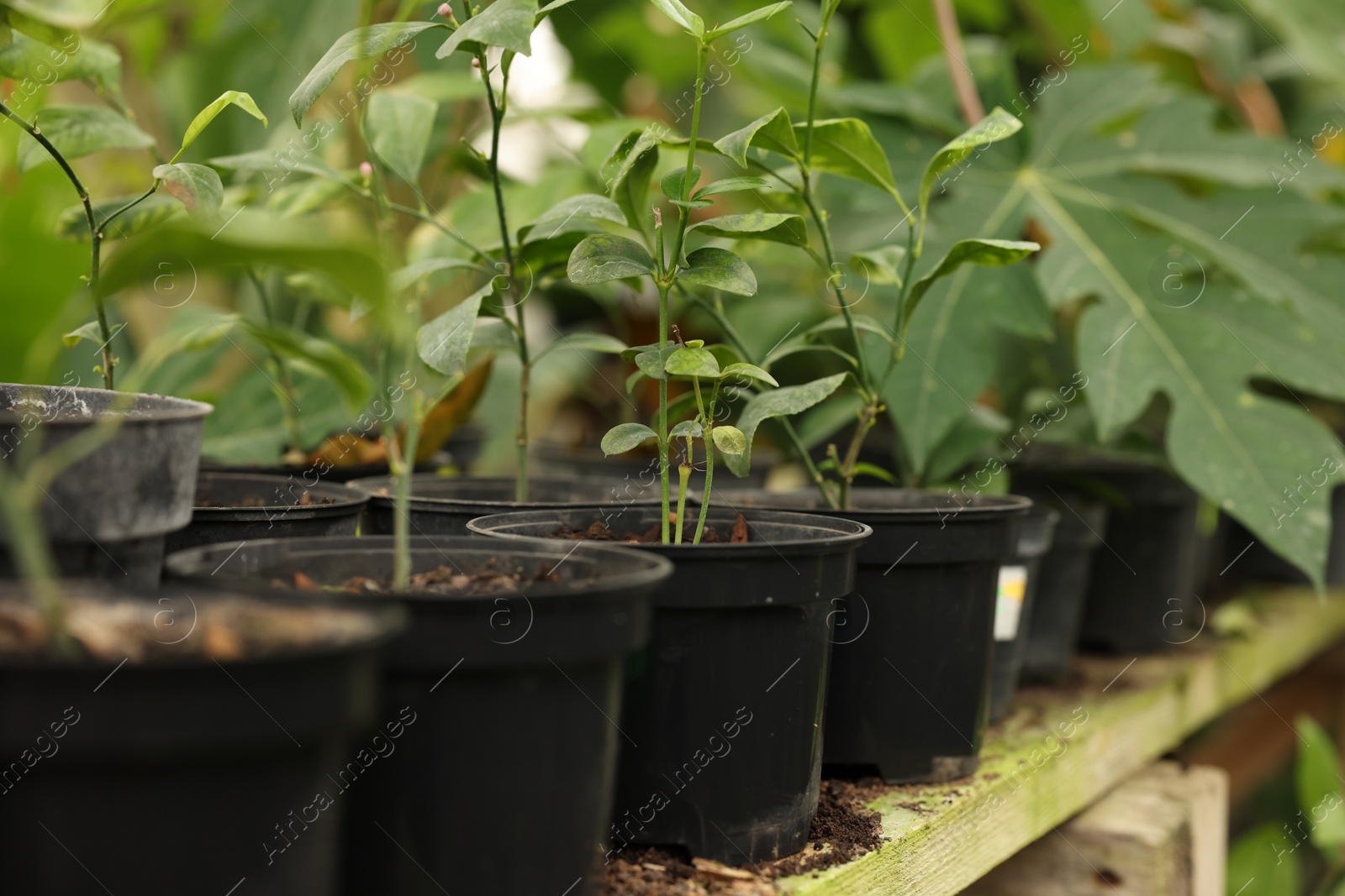 Photo of Many different beautiful potted plants in greenhouse, space for text