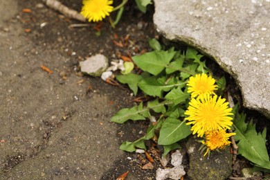 Photo of Yellow dandelion flowers with green leaves growing outdoors. Space for text