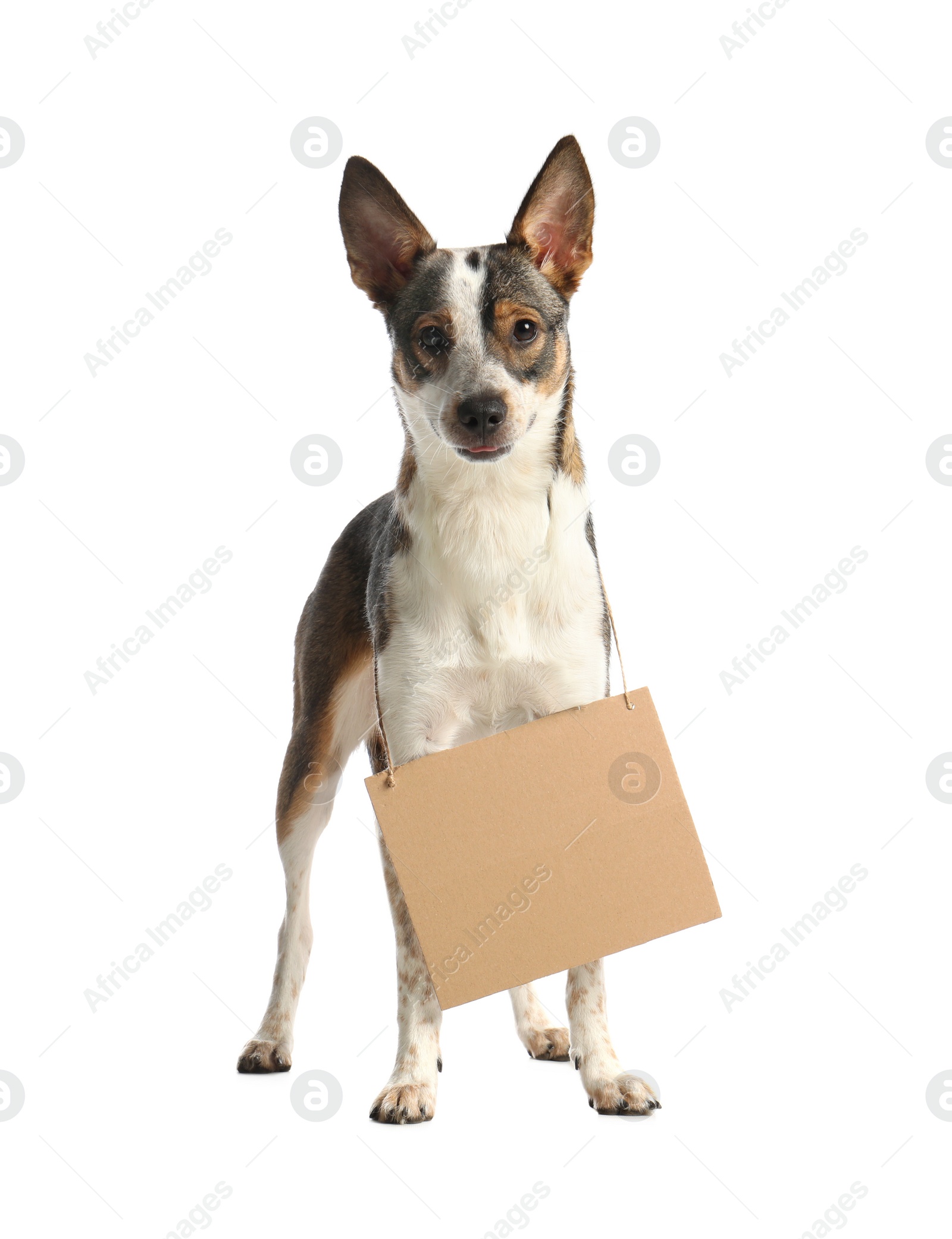 Photo of Lost dog with blank cardboard sign on white background. Homeless pet