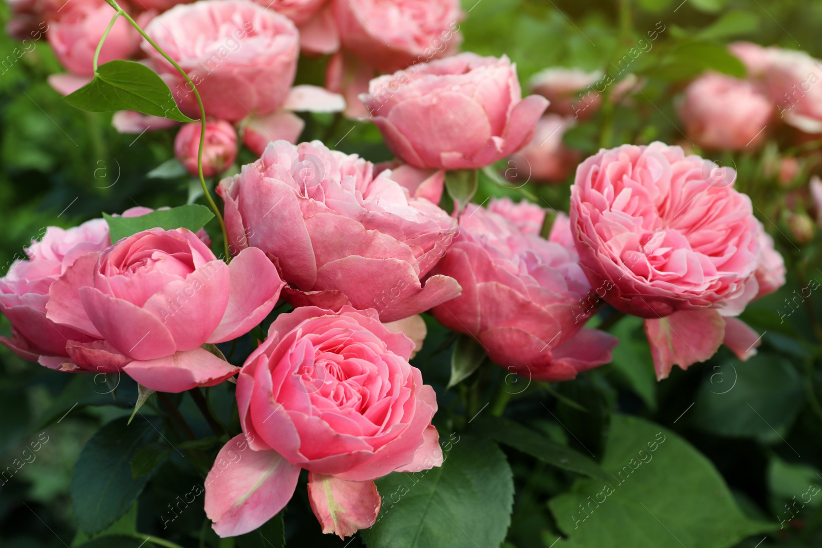 Photo of Beautiful blooming pink roses on bush outdoors, closeup