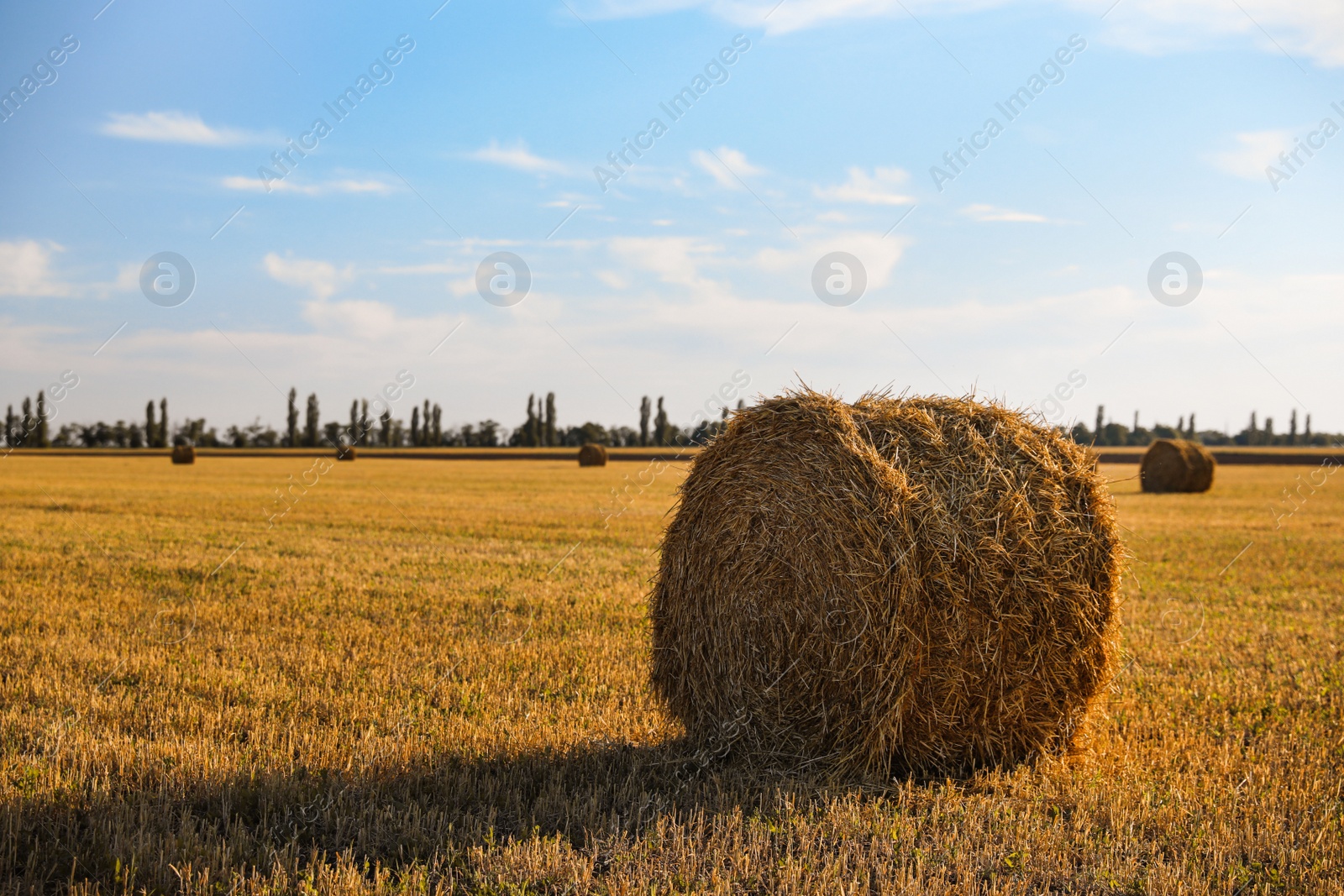 Photo of Round rolled hay bales in agricultural field on sunny day