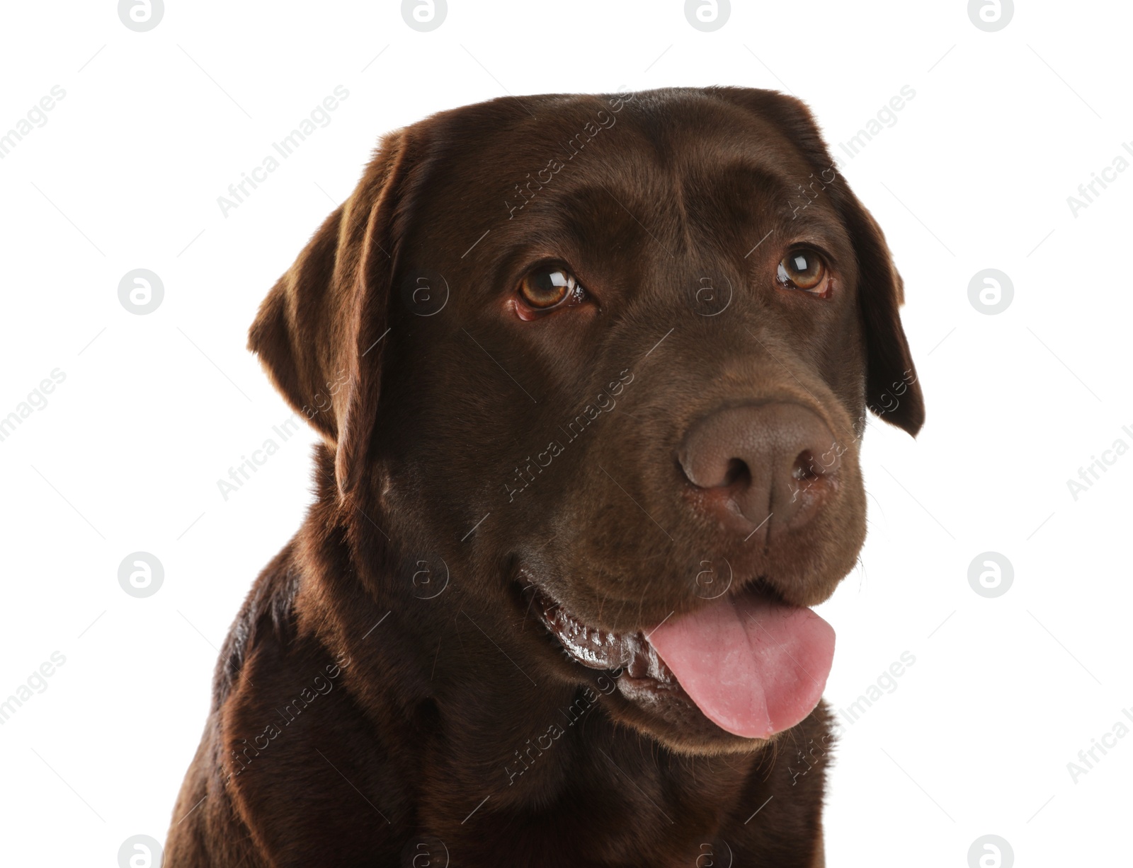 Photo of Chocolate labrador retriever on white background. Adorable pet