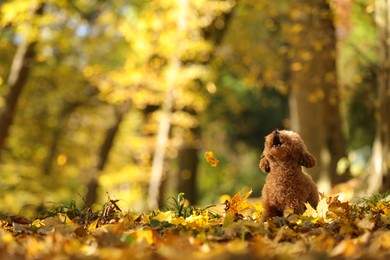 Photo of Cute Maltipoo dog and falling leaves in autumn park, space for text