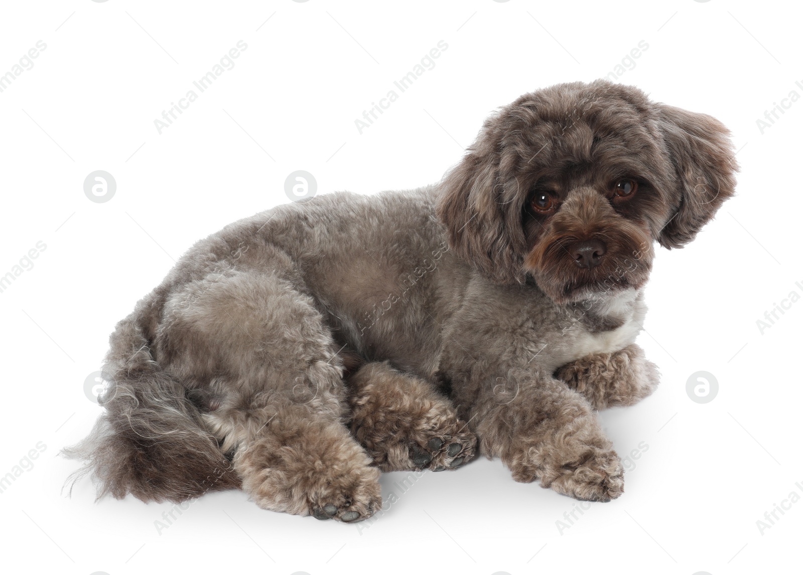 Photo of Cute Maltipoo dog on white background. Lovely pet