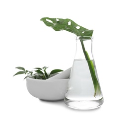 Photo of Flask and mortar with exotic plants isolated on white. Organic chemistry