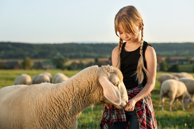 Photo of Girl feeding sheep on pasture. Farm animals