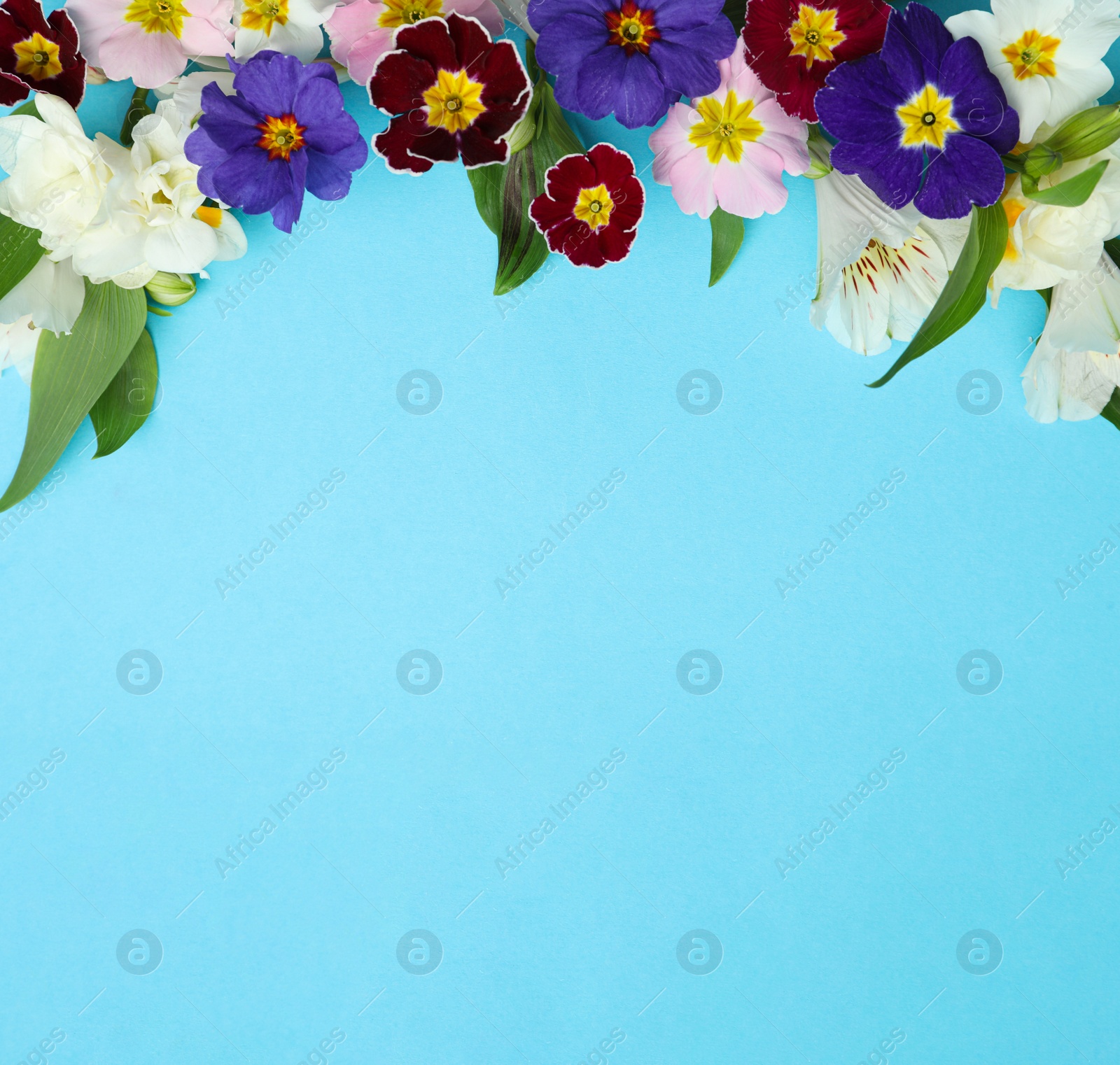 Photo of Primrose Primula Vulgaris flowers on light blue background, top view with space for text. Spring season