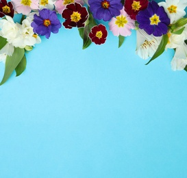 Primrose Primula Vulgaris flowers on light blue background, top view with space for text. Spring season