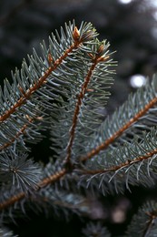 Green spruce tree branches on blurred background, closeup
