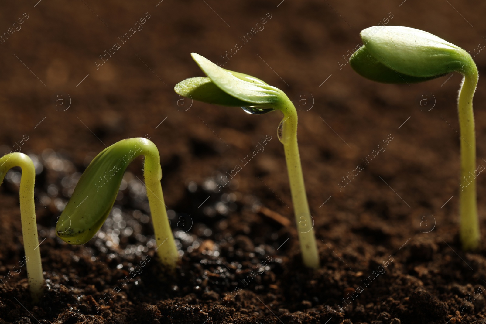 Photo of Little green seedlings growing in soil, closeup view