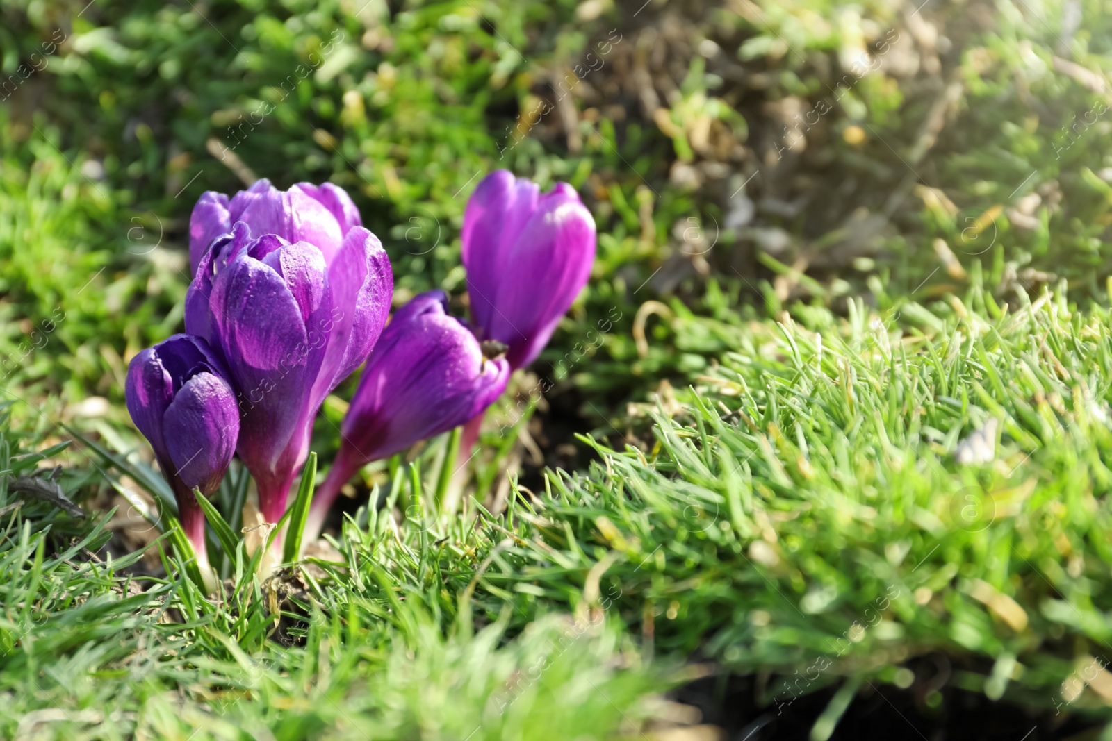 Photo of Beautiful purple crocus flowers growing in garden