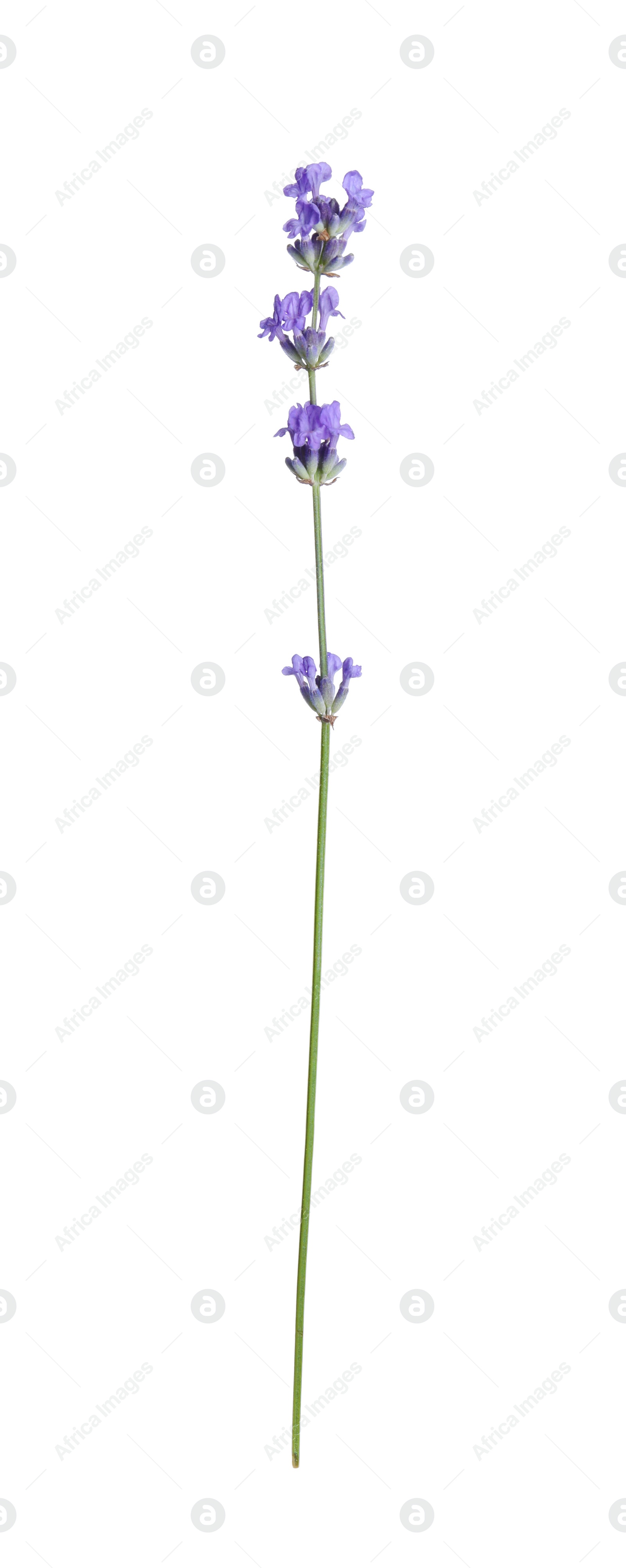 Photo of Beautiful blooming lavender flower isolated on white