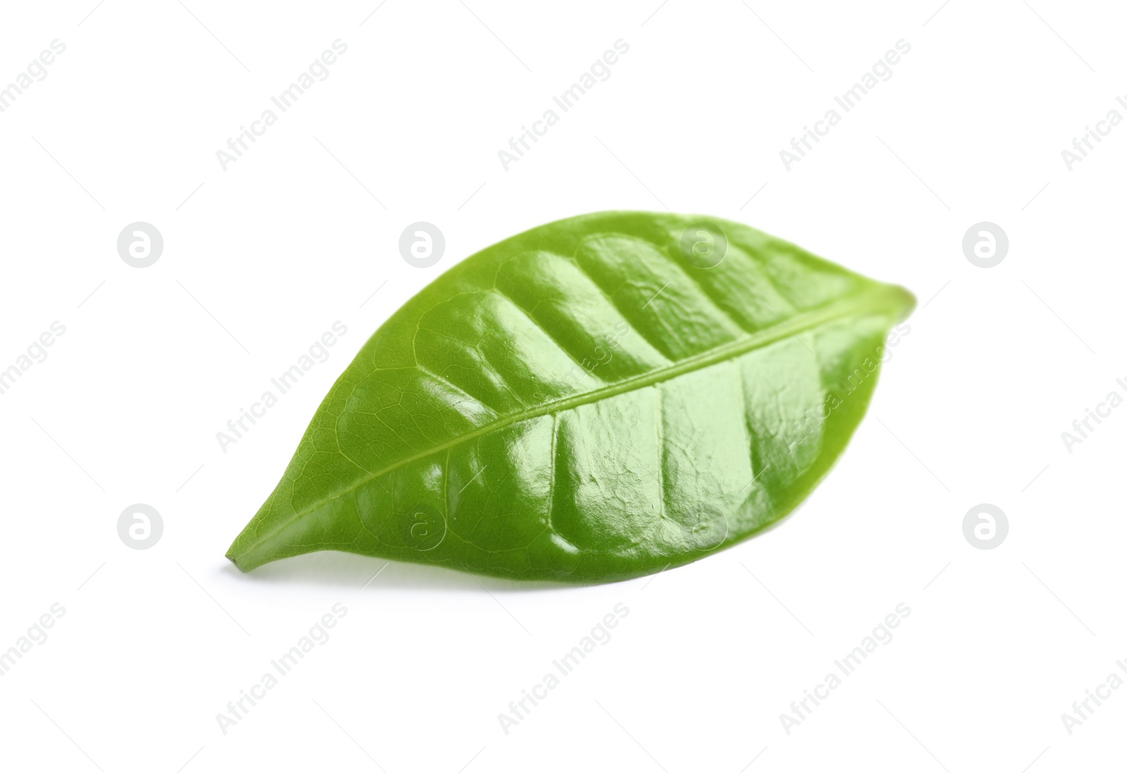 Photo of Fresh green coffee leaf with water drops isolated on white