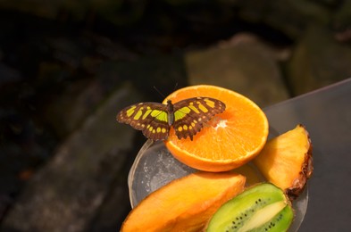 Photo of Beautiful malachite butterfly on bowl with fruits, closeup