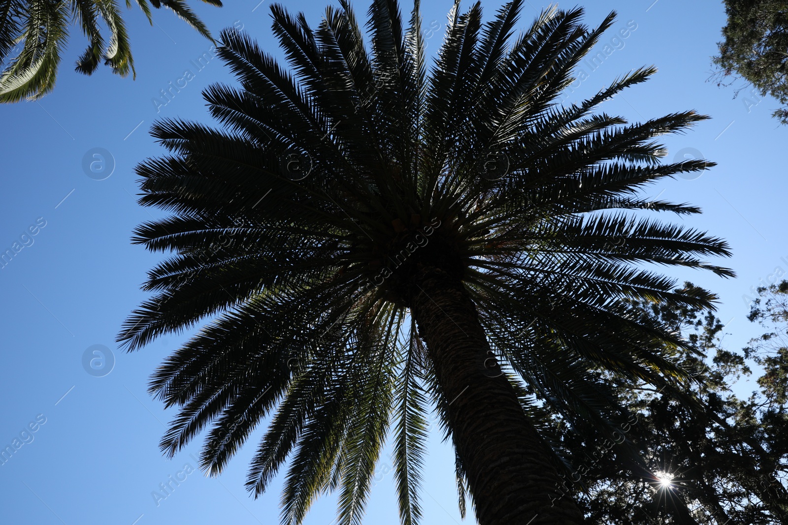 Photo of Beautiful palm tree against blue sky, low angle view