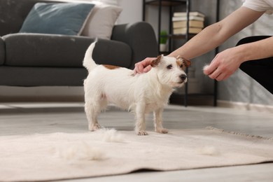 Pet shedding. Man showing pile of dog's hair to cute Jack Russell Terrier at home, closeup