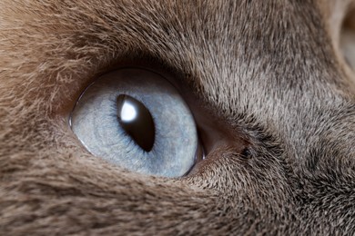 Macro photo of cat with beautiful eyes. Cute pet