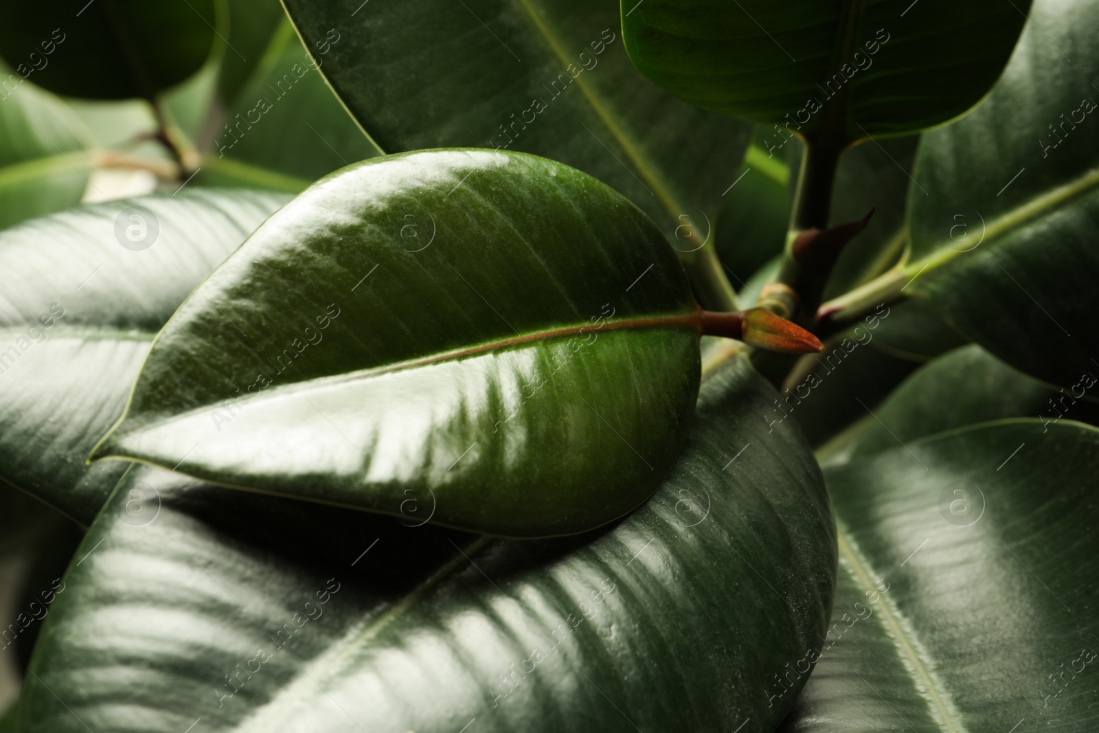 Photo of Ficus with lush leaves, closeup. Tropical plant