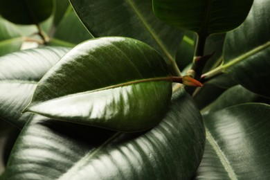 Ficus with lush leaves, closeup. Tropical plant