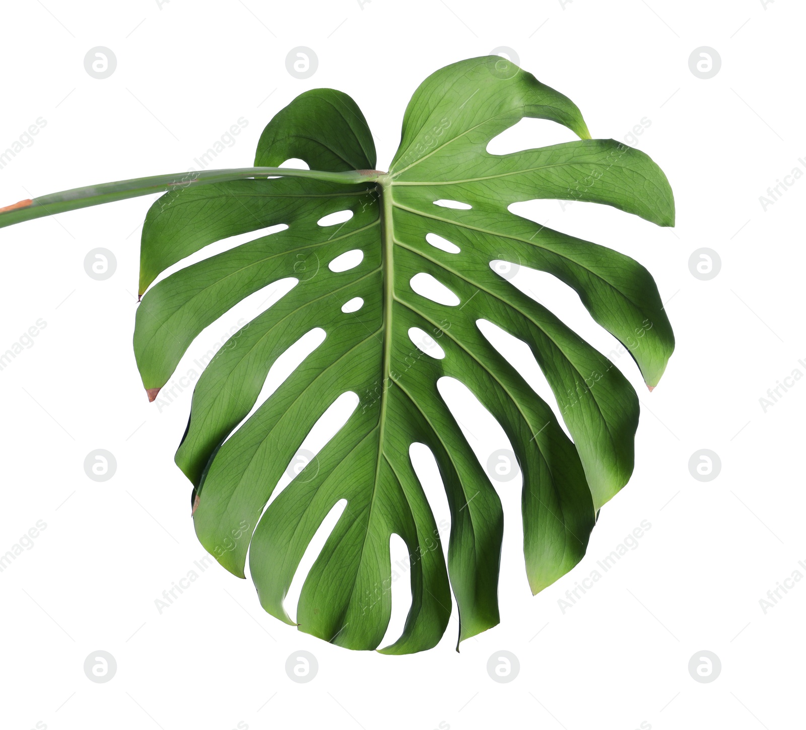 Photo of Green fresh monstera leaf isolated on white. Tropical plant