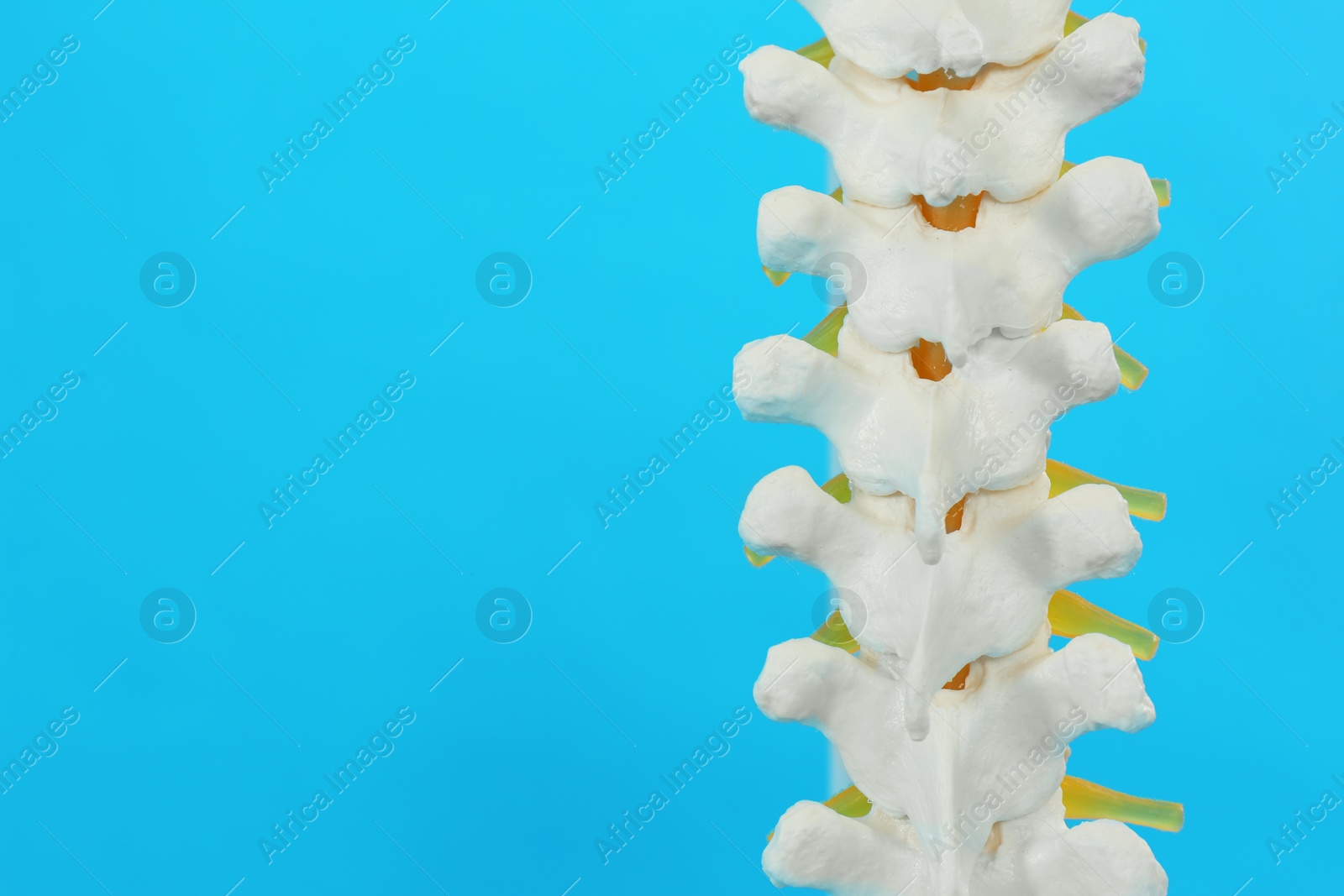 Photo of Artificial human spine model on blue background, closeup. Space for text