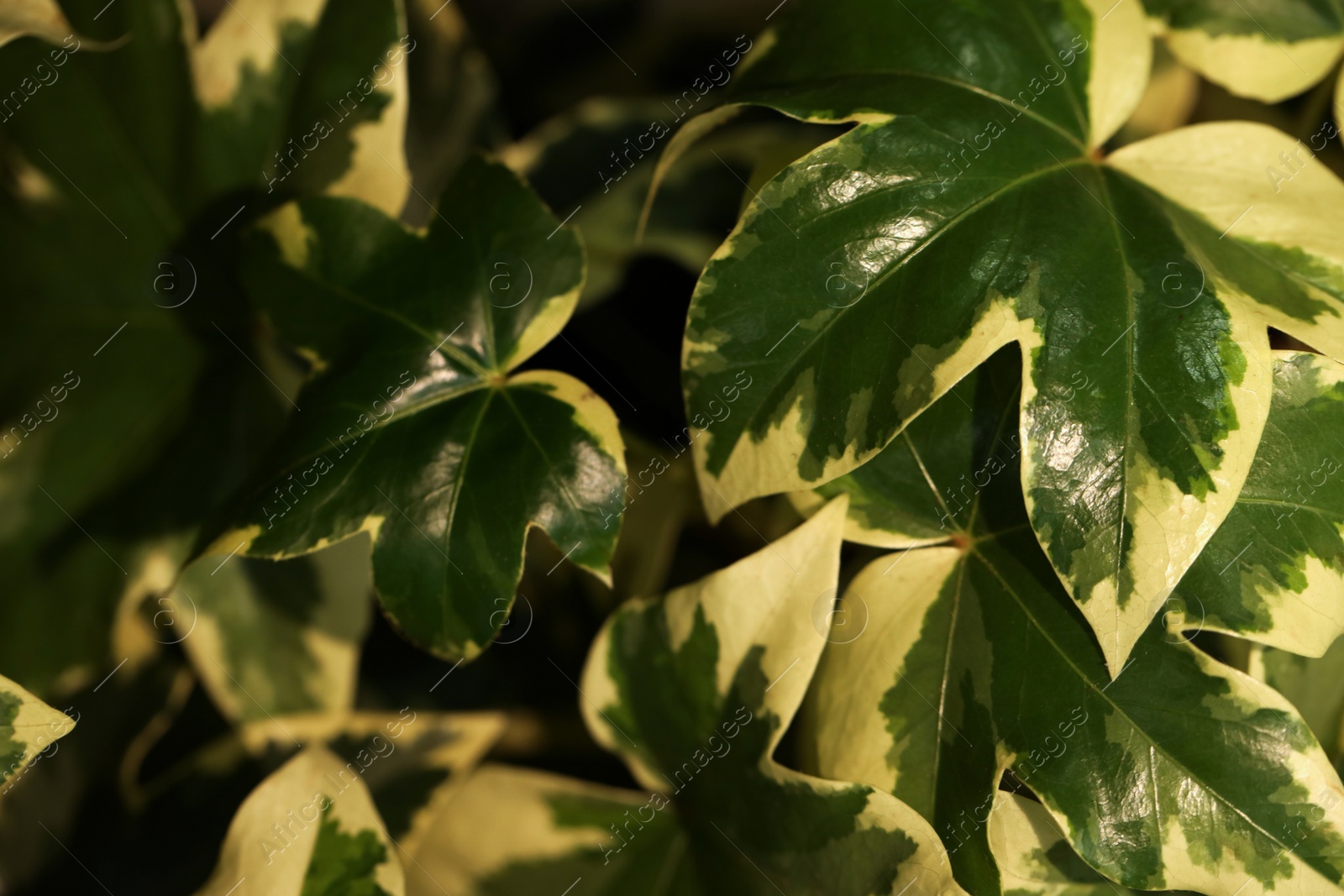 Photo of Tropical plant with lush green leaves, closeup