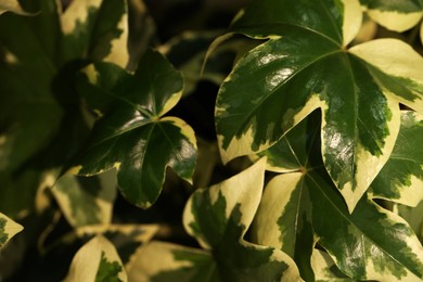 Tropical plant with lush green leaves, closeup